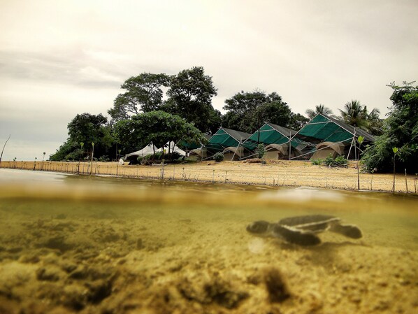 On the beach, snorkeling, beach volleyball, kayaking - Walai Penyu Resort - Campground (Sandakan)
