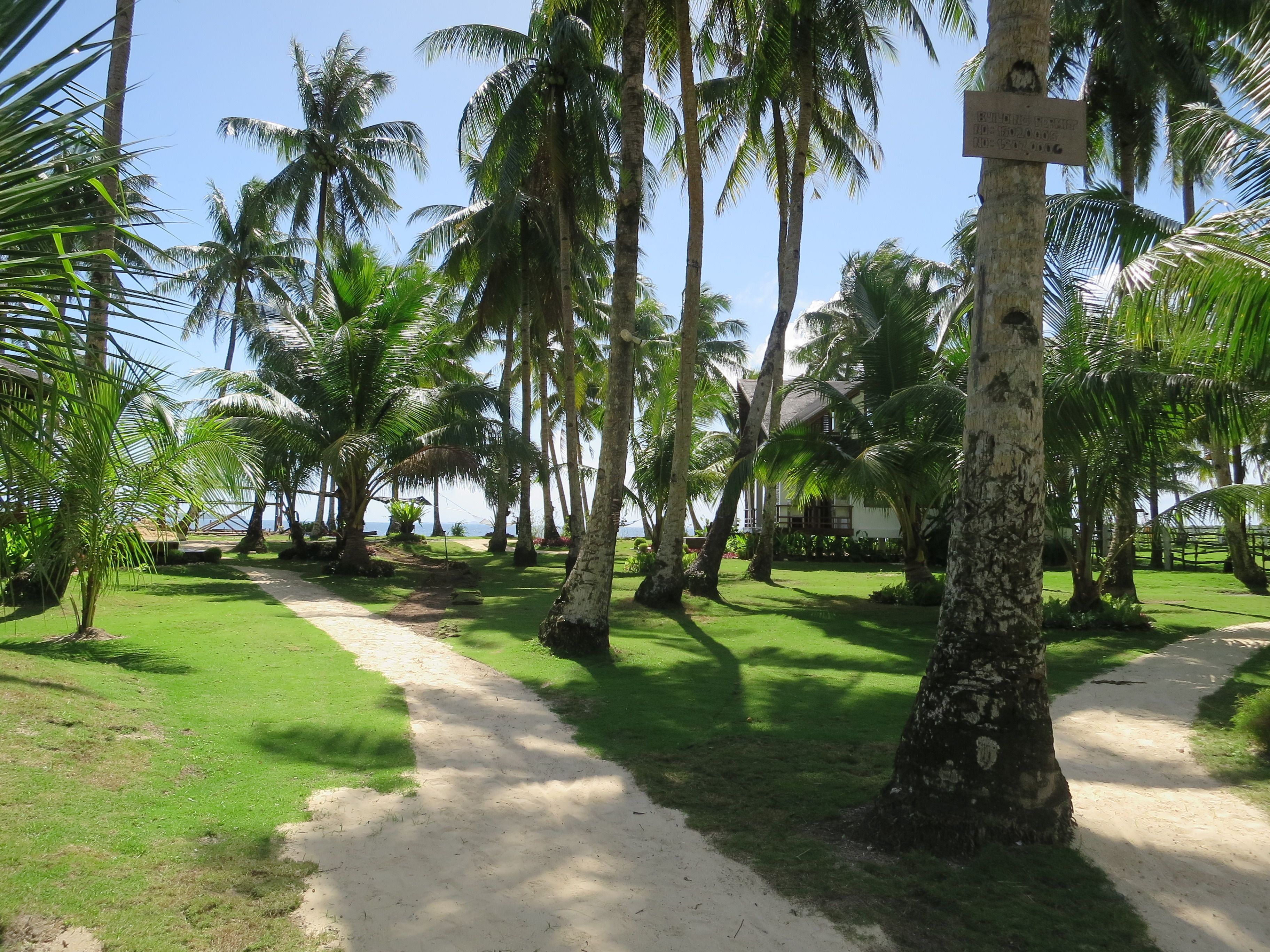 A pathway lined with palm trees leading to a building with a signboard.