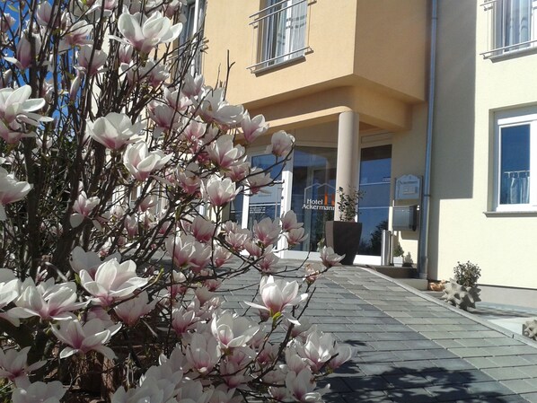 A building with a sign for 'Hotel Ackermann' and a tree with pink flowers in front. - Hotel Ackermann (Riedstadt)