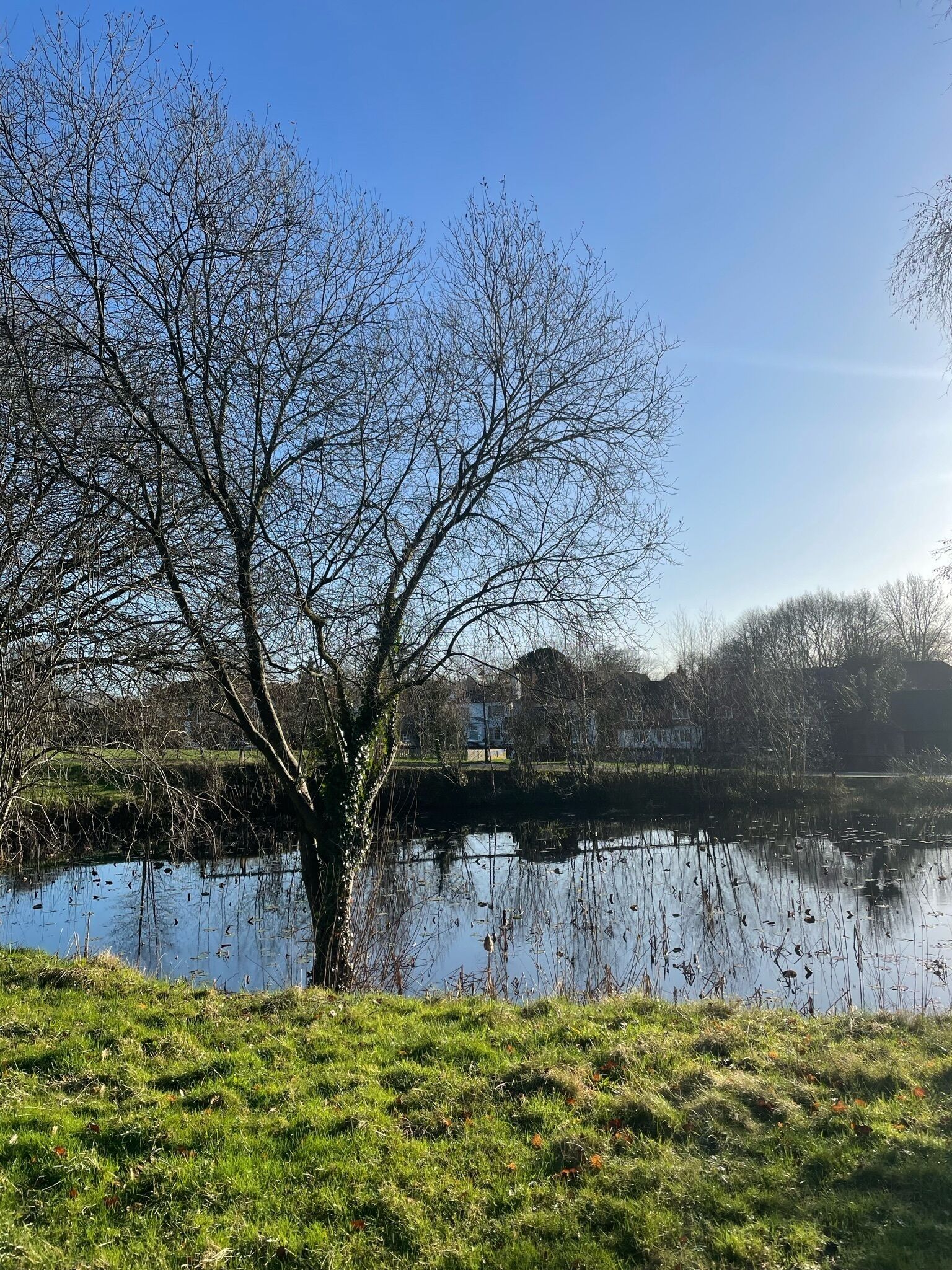 A tree-lined lake with a grassy foreground and buildings in the background.
