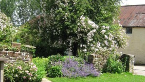 A garden with a variety of flowering plants, a stone wall, and a pathway leading to a building. - Hollamoor Farm B&B (Barnstaple)