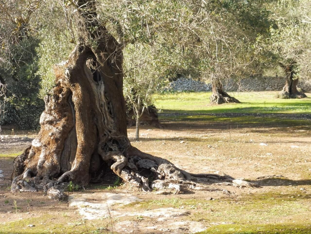 Ein großer Baum mit weitverzweigten Wurzeln in einer grünen Wiese.