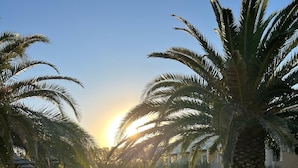 A landscaped garden with palm trees, a paved walkway, and a grassy area.