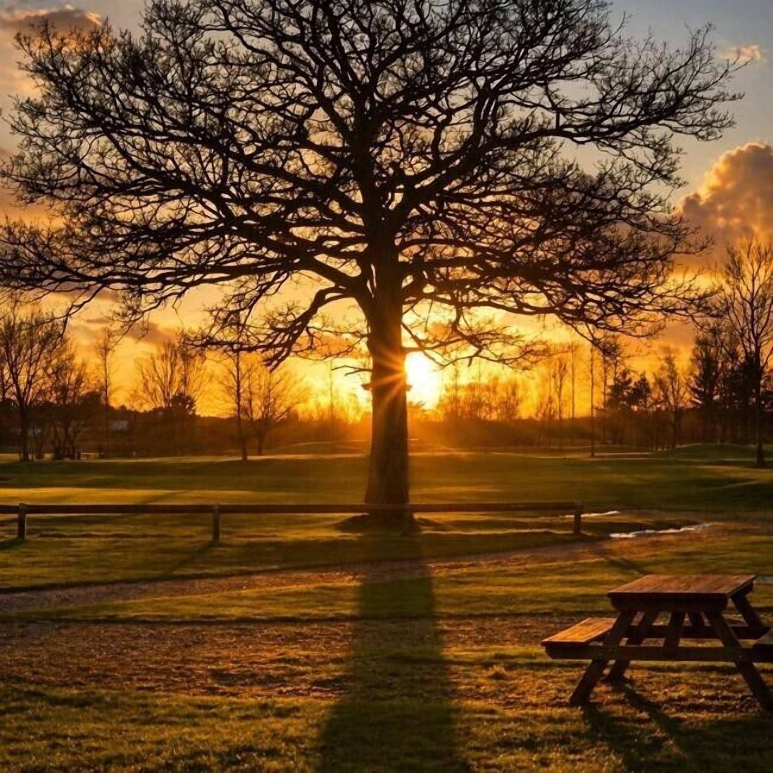 Un parc avec un grand arbre, une table de pique-nique et un coucher de soleil en arrière-plan.