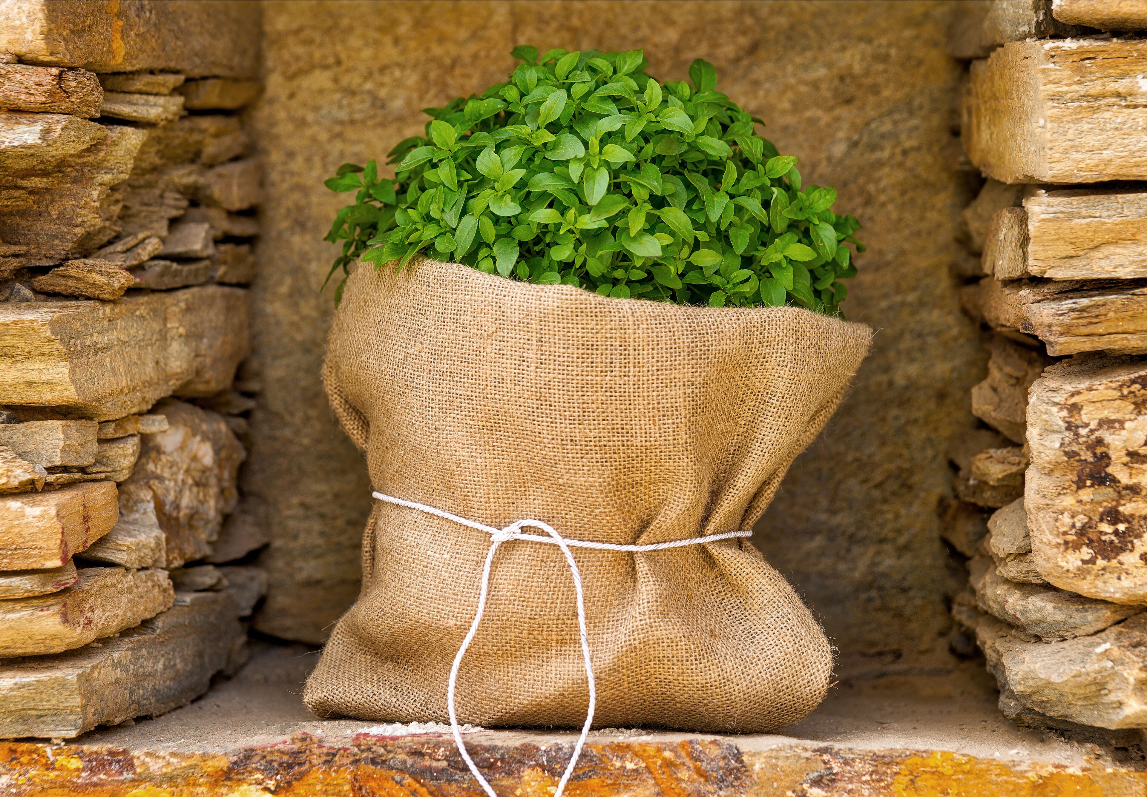 A burlap sack filled with green plants placed between stone walls.