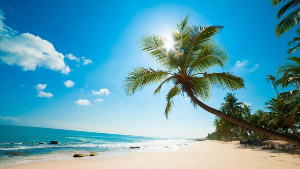 A beach with a palm tree, clear sky, and ocean. - Palm Residence Deluxe Studios (Sunny Beach)