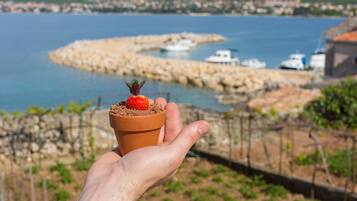 A hand holding a terracotta pot with a strawberry plant. In the background, there is a coastal view with boats and a rocky breakwater.