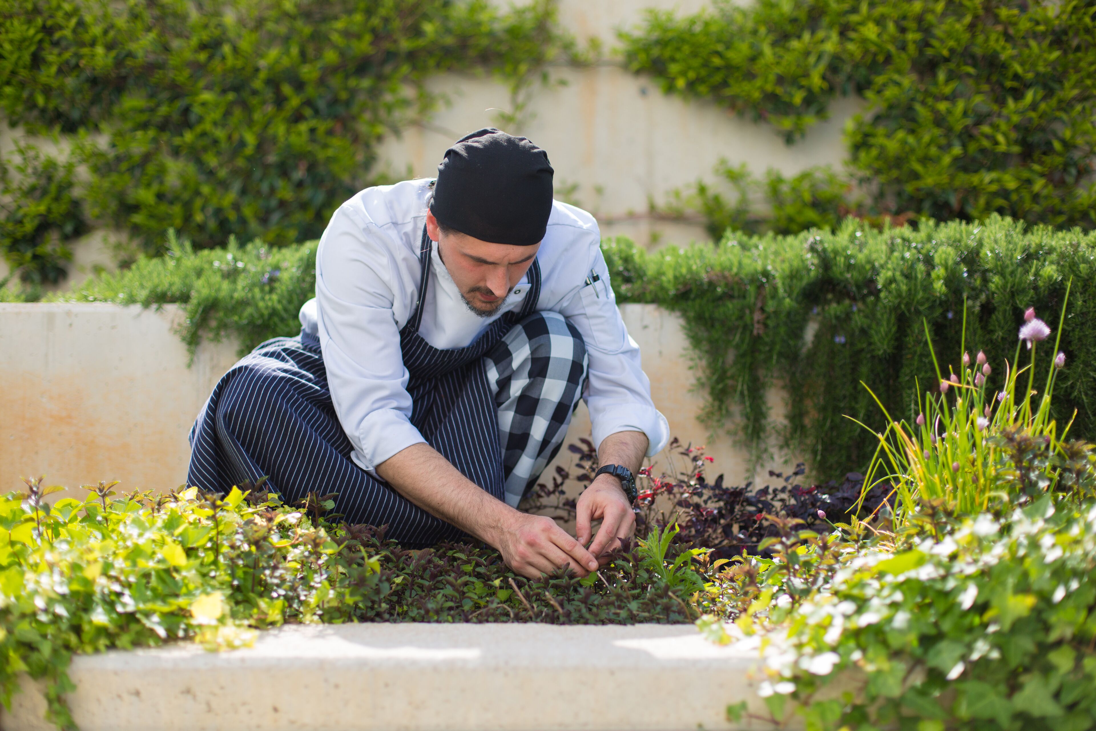 A person gardening in a garden bed with various plants and greenery around.