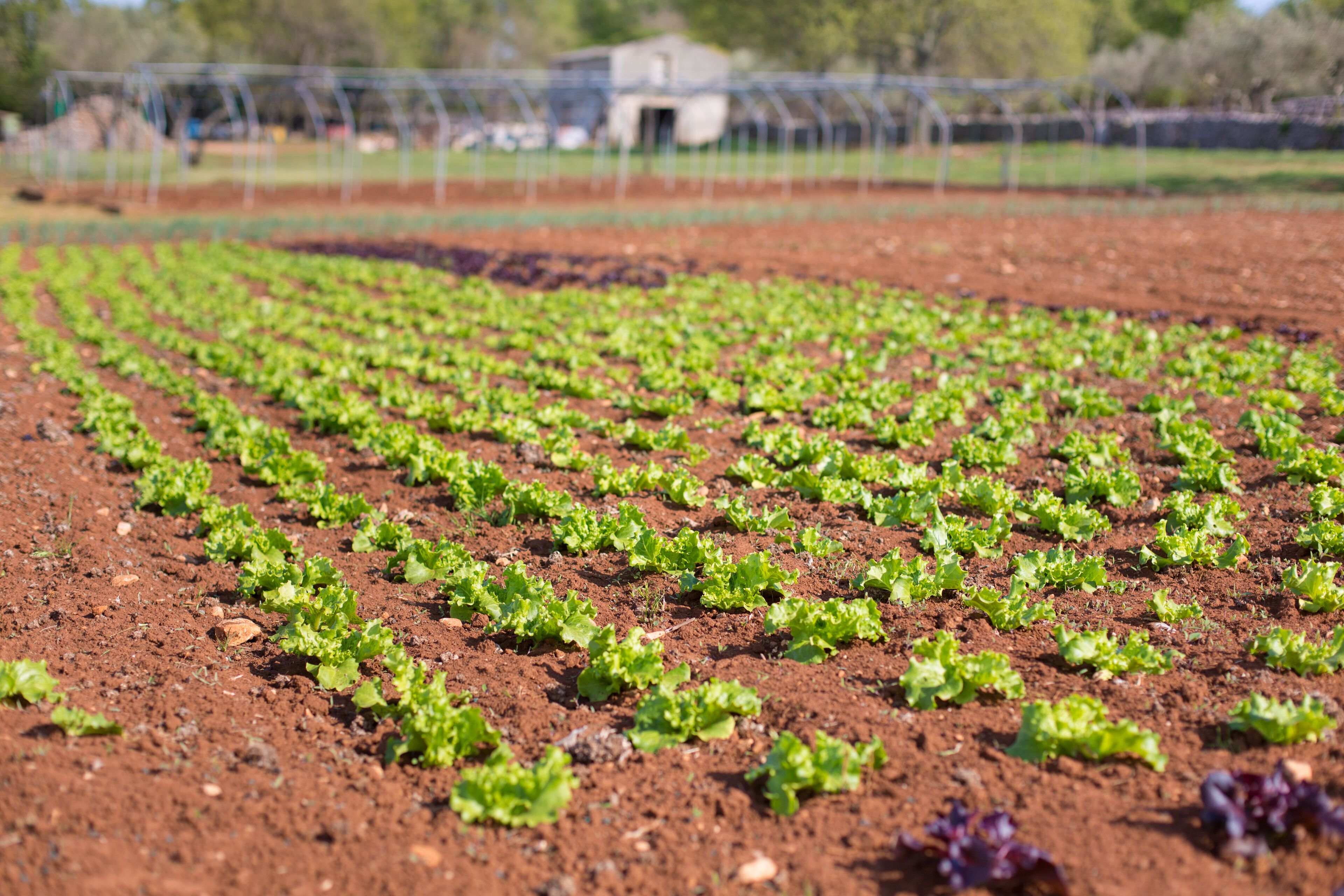 A field of young lettuce plants in neat rows.