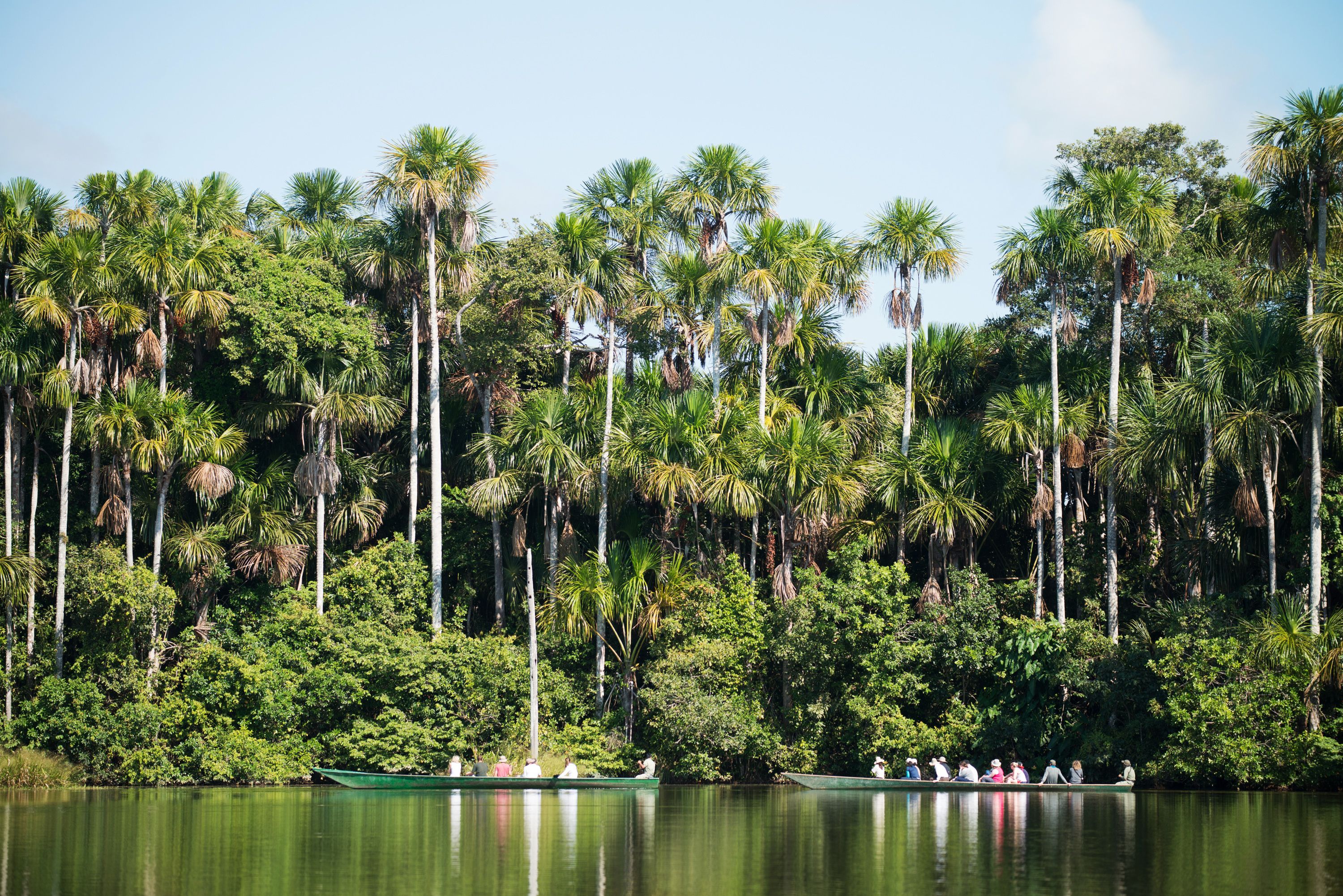A boat tour on a calm lake surrounded by dense palm trees.