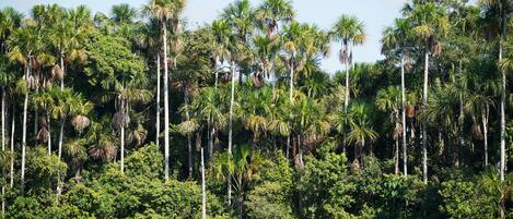 A boat tour on a calm lake surrounded by dense palm trees.