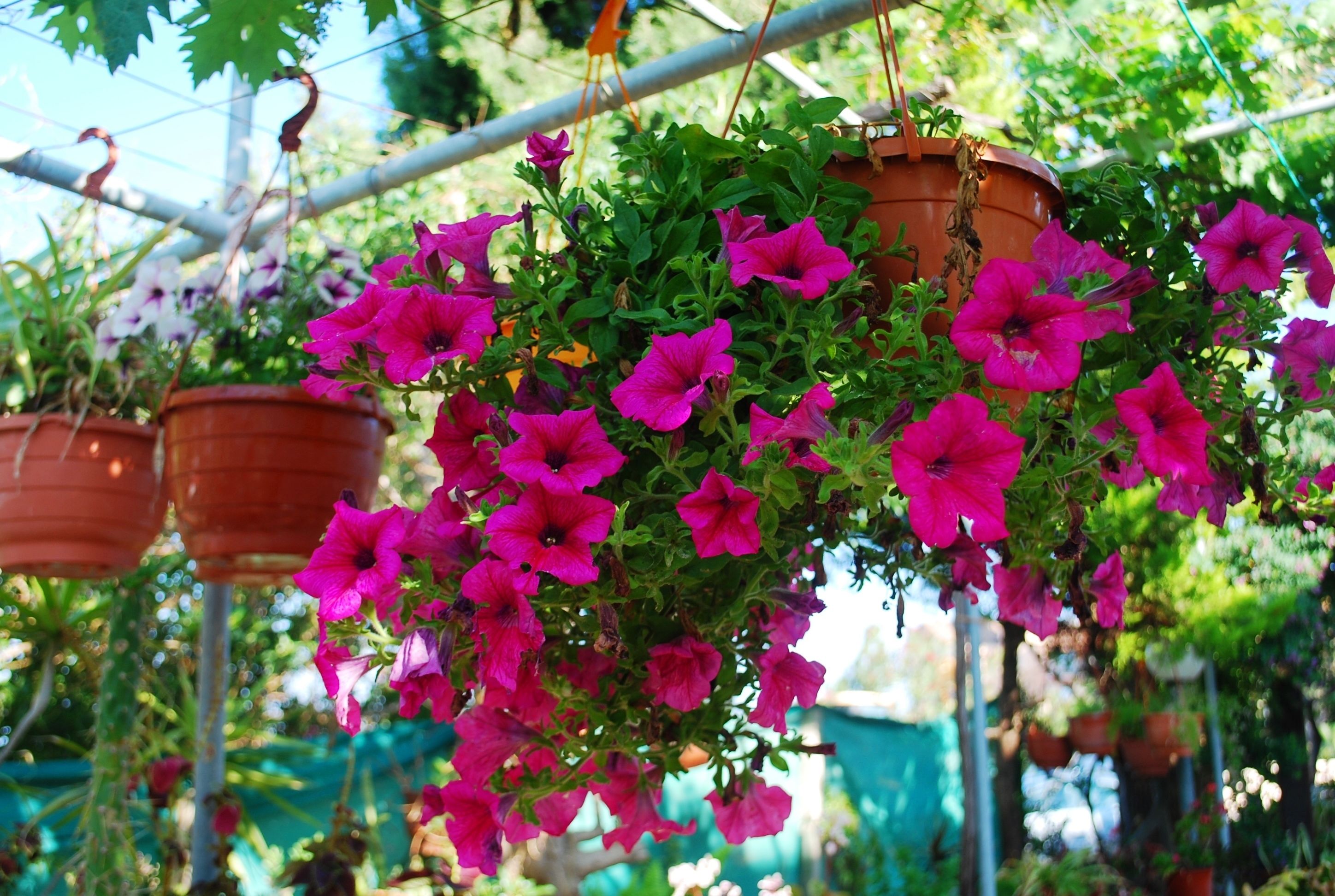 Photo - Georgia Apartments