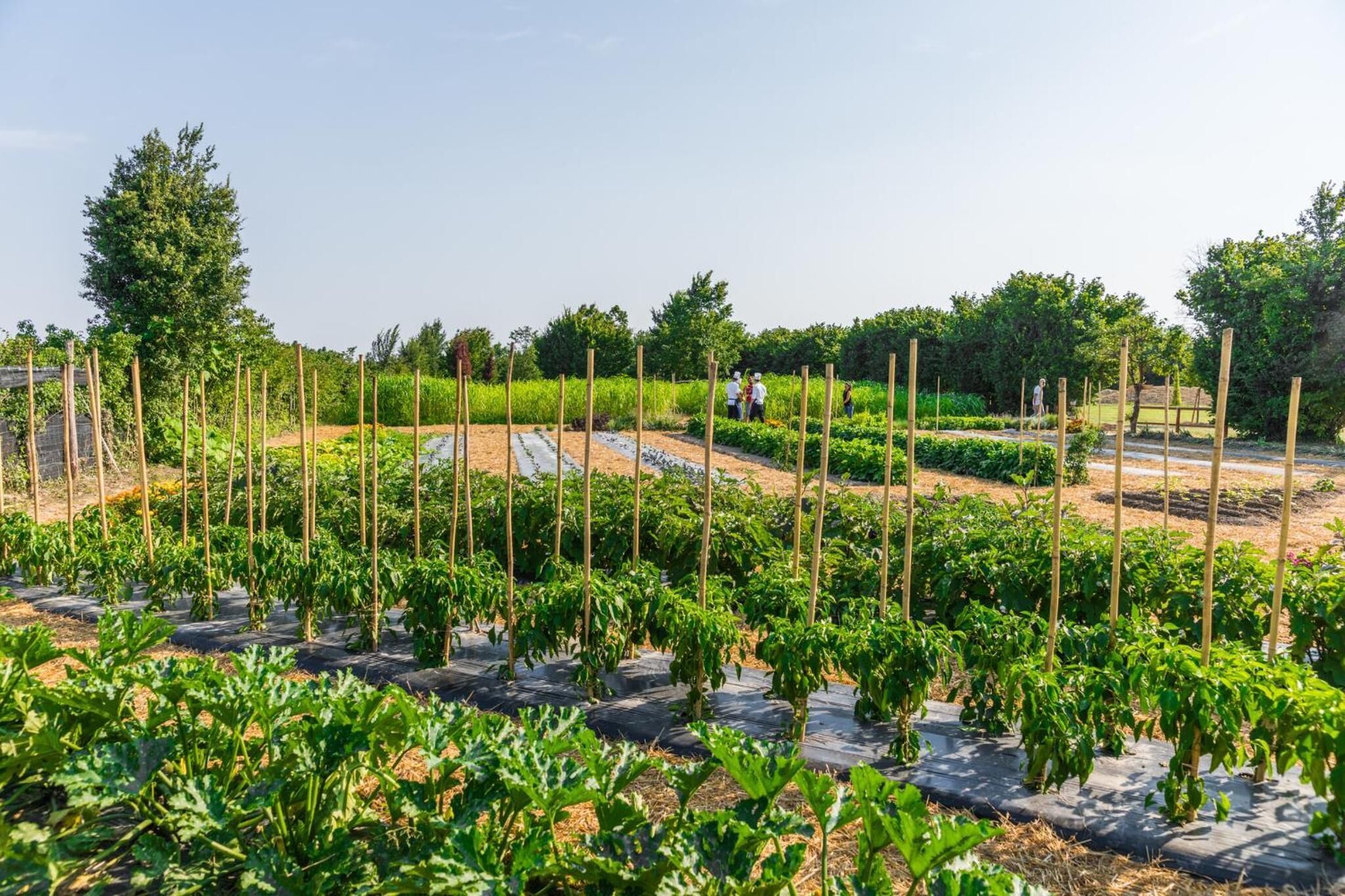 A greenhouse with rows of plants supported by wooden stakes, surrounded by trees and a clear sky.