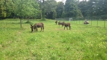 Un prato erboso con alberi e una recinzione.
