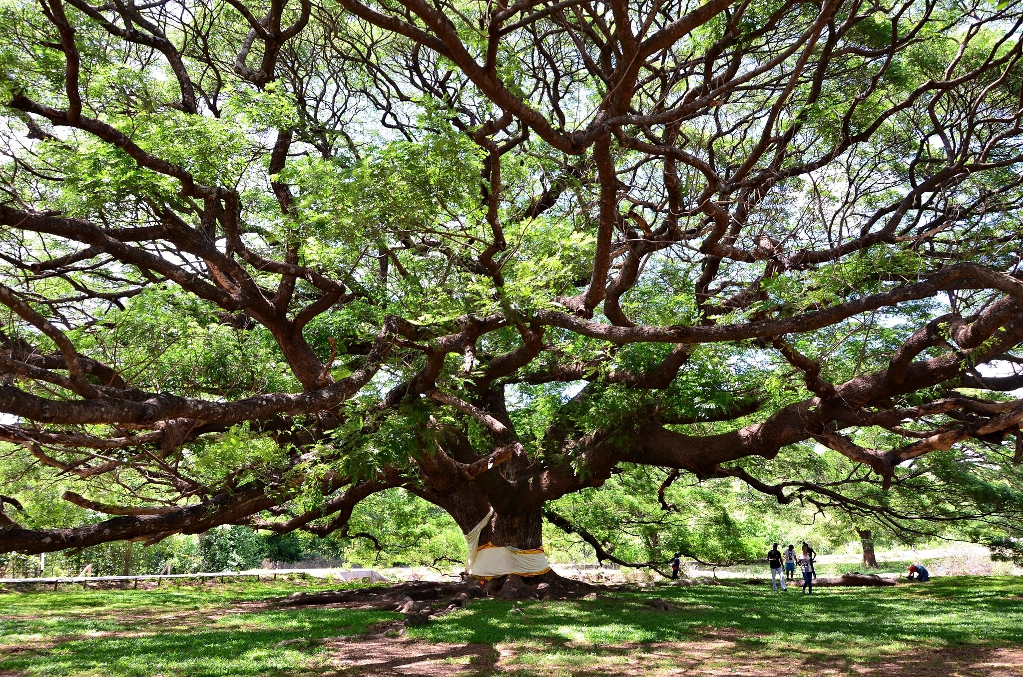 Un grand arbre aux branches luxuriantes, situé dans un parc.