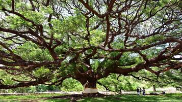 Un grand arbre aux branches luxuriantes, situé dans un parc.