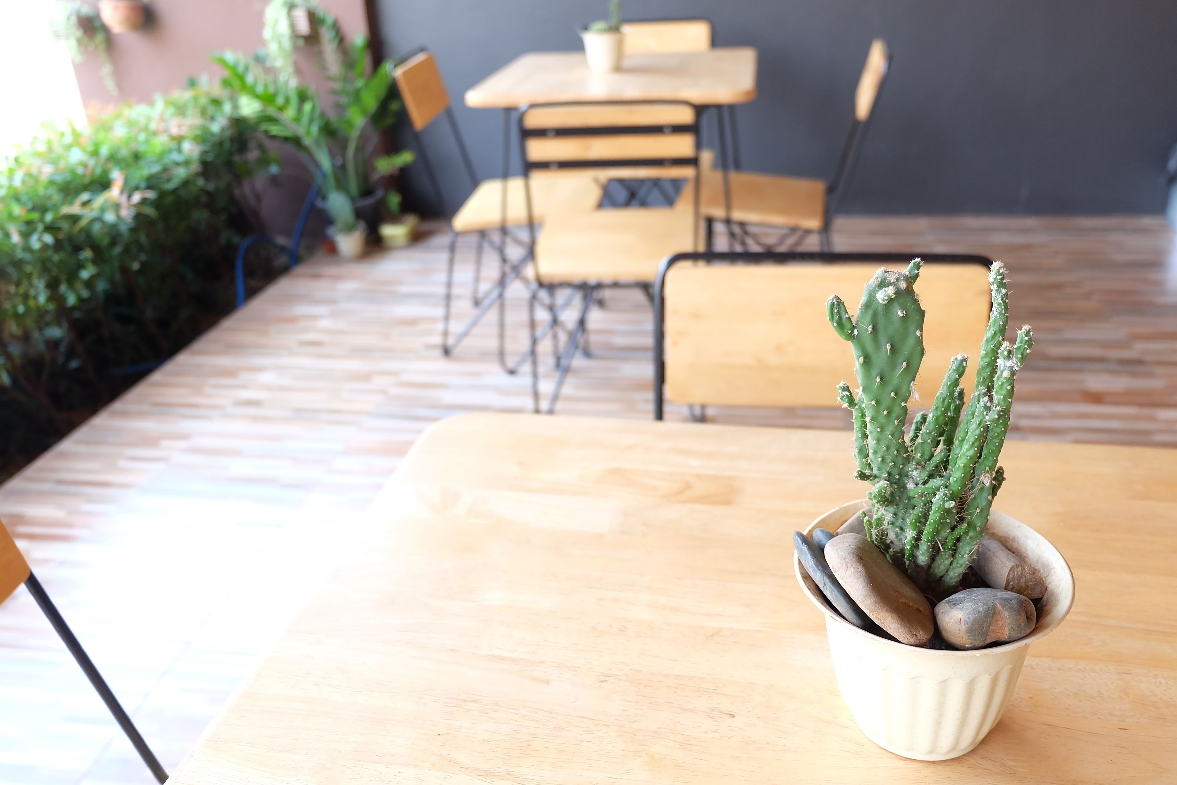 A cactus in a pot on a wooden table in a cafe setting with chairs and a table in the background.