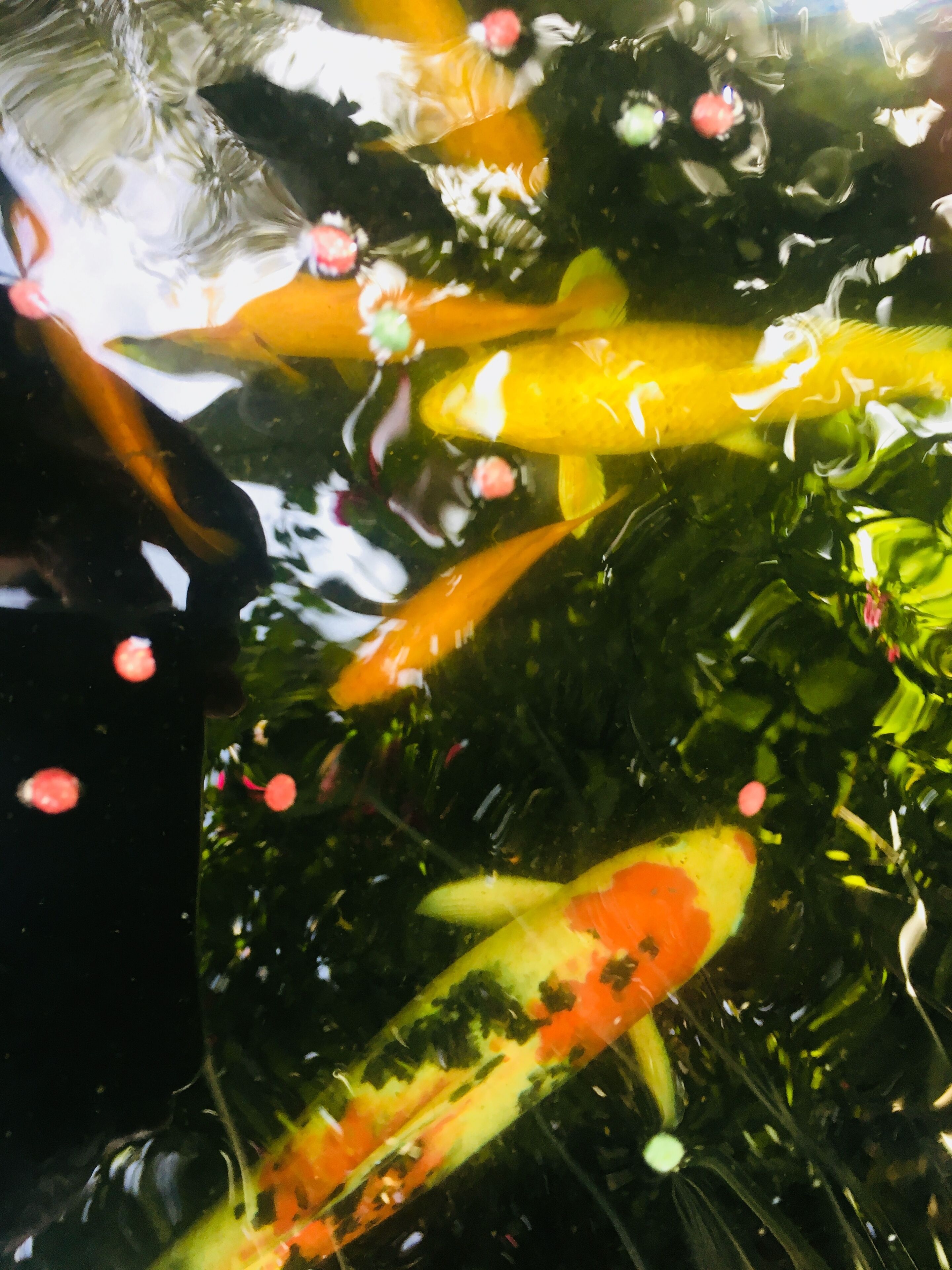 Photo - Gordons Guesthouse