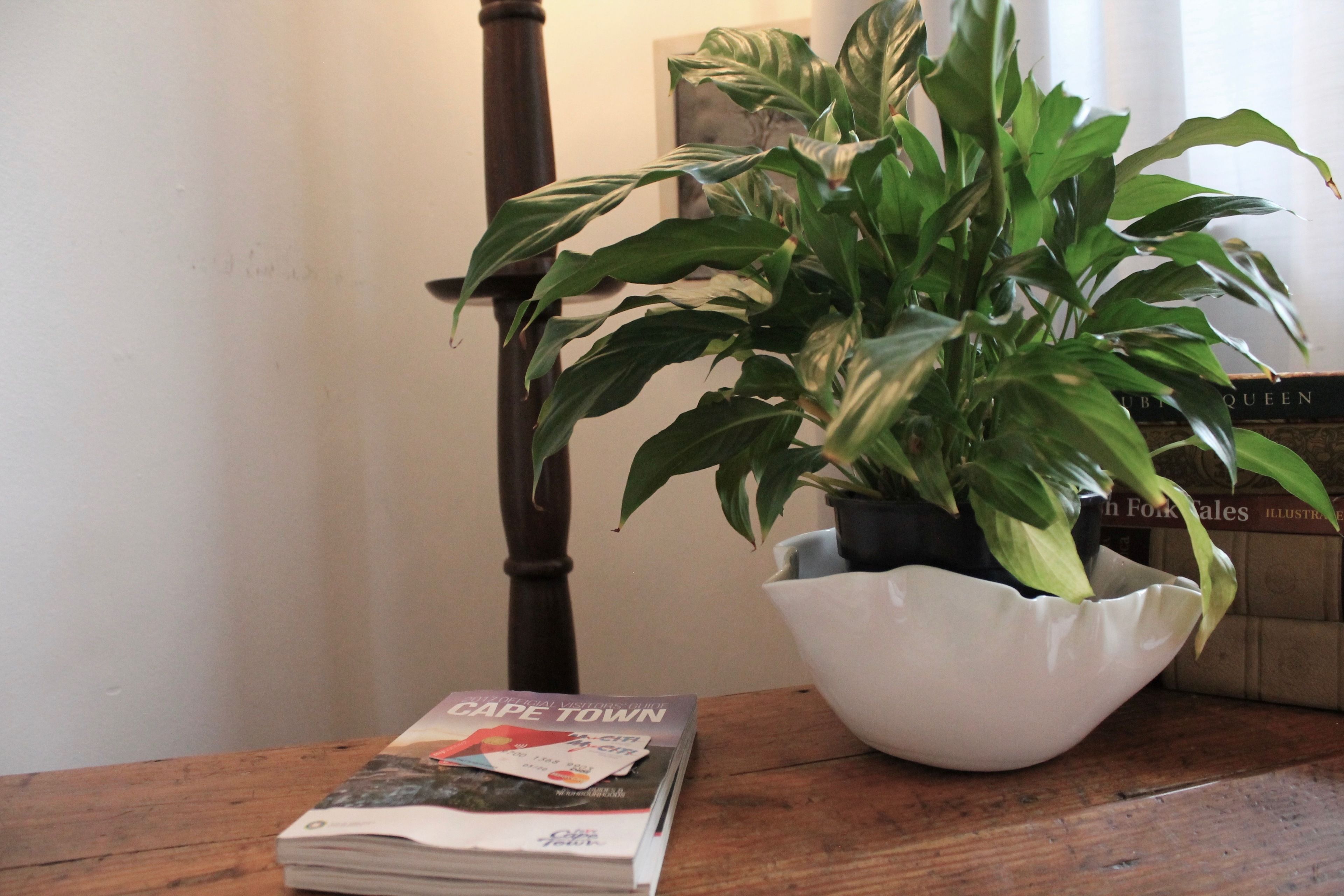 Una pianta in vaso su un tavolo di legno, con una rivista intitolata "Cape Town" e un libro intitolato "Illustrated Queen".