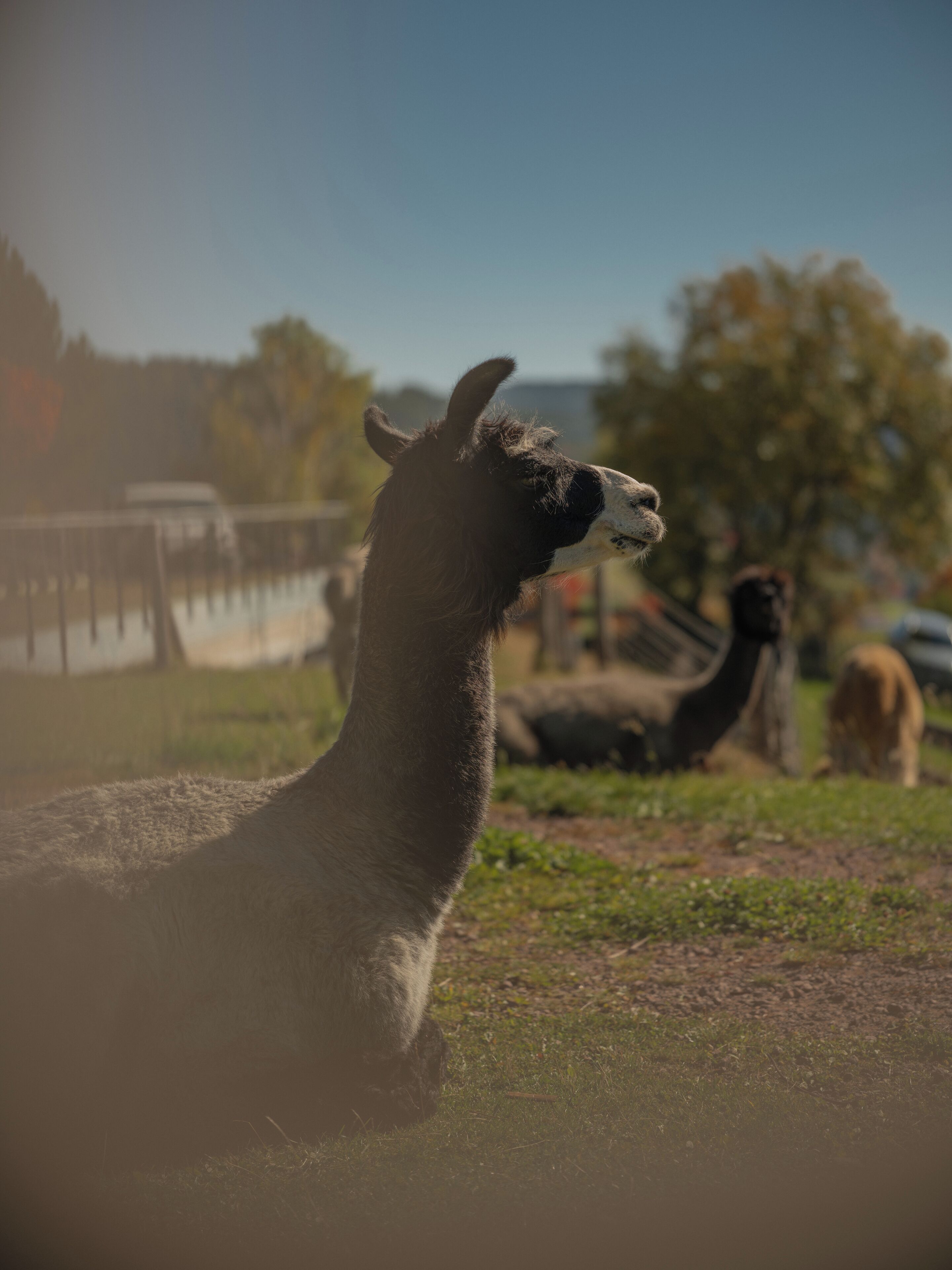 A llama in a grassy enclosure with a fence and trees in the background.
