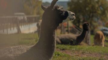 A llama in a grassy enclosure with a fence and trees in the background.