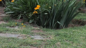 A garden with yellow flowers and green foliage in front of a white building with black window bars. - Absolute Leisure Cottages (eNtokozweni)