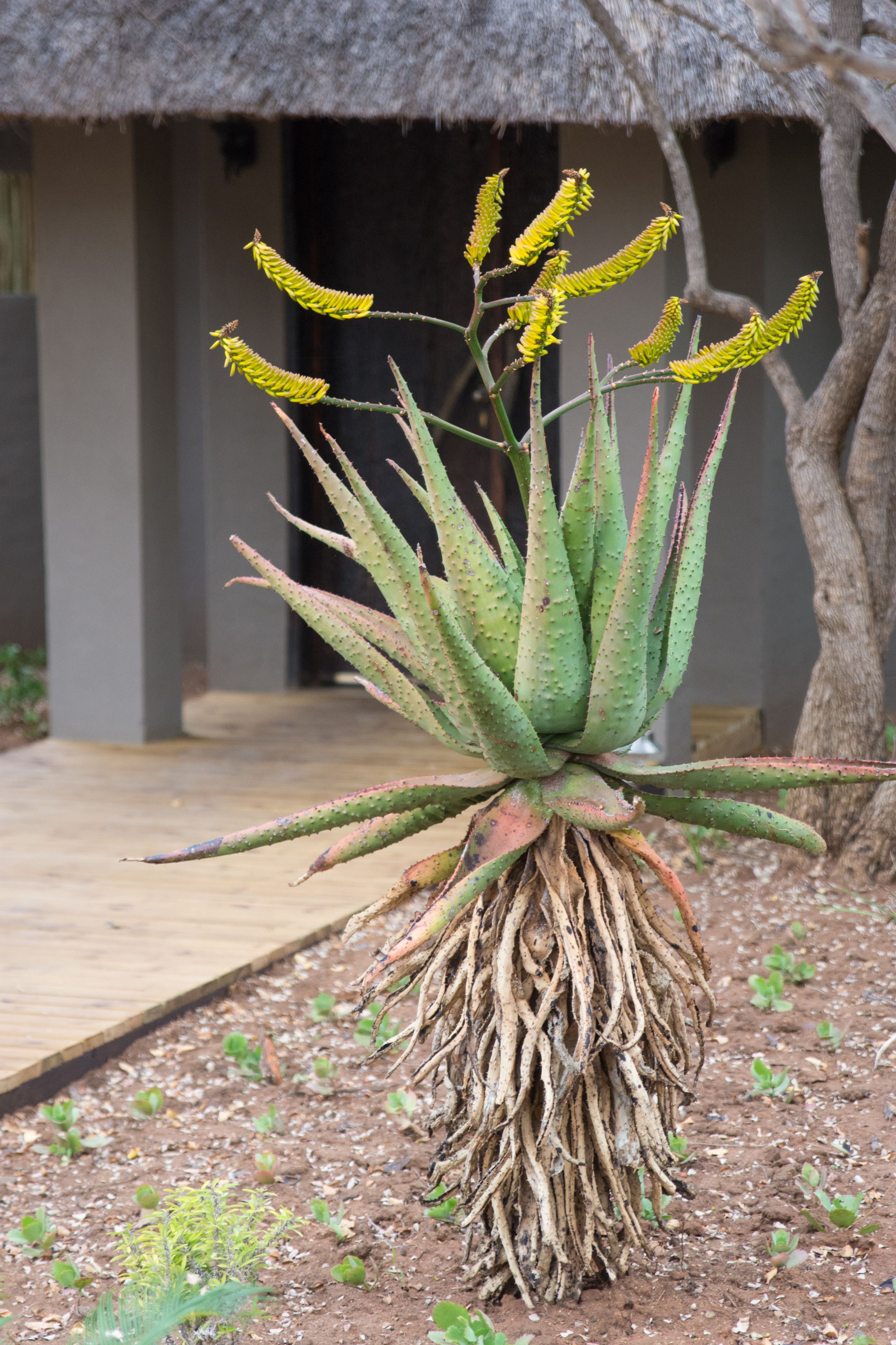 Eine große Aloe-Pflanze mit gelben Blüten vor einem Gebäude mit einem Strohdach.