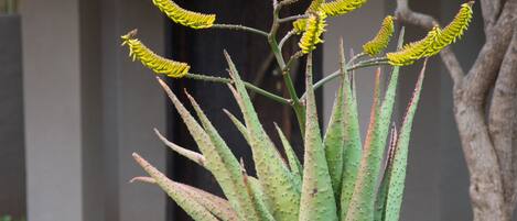 Un grand plant d’aloès aux fleurs jaunes, devant un bâtiment dont le toit est recouvert de chaume.