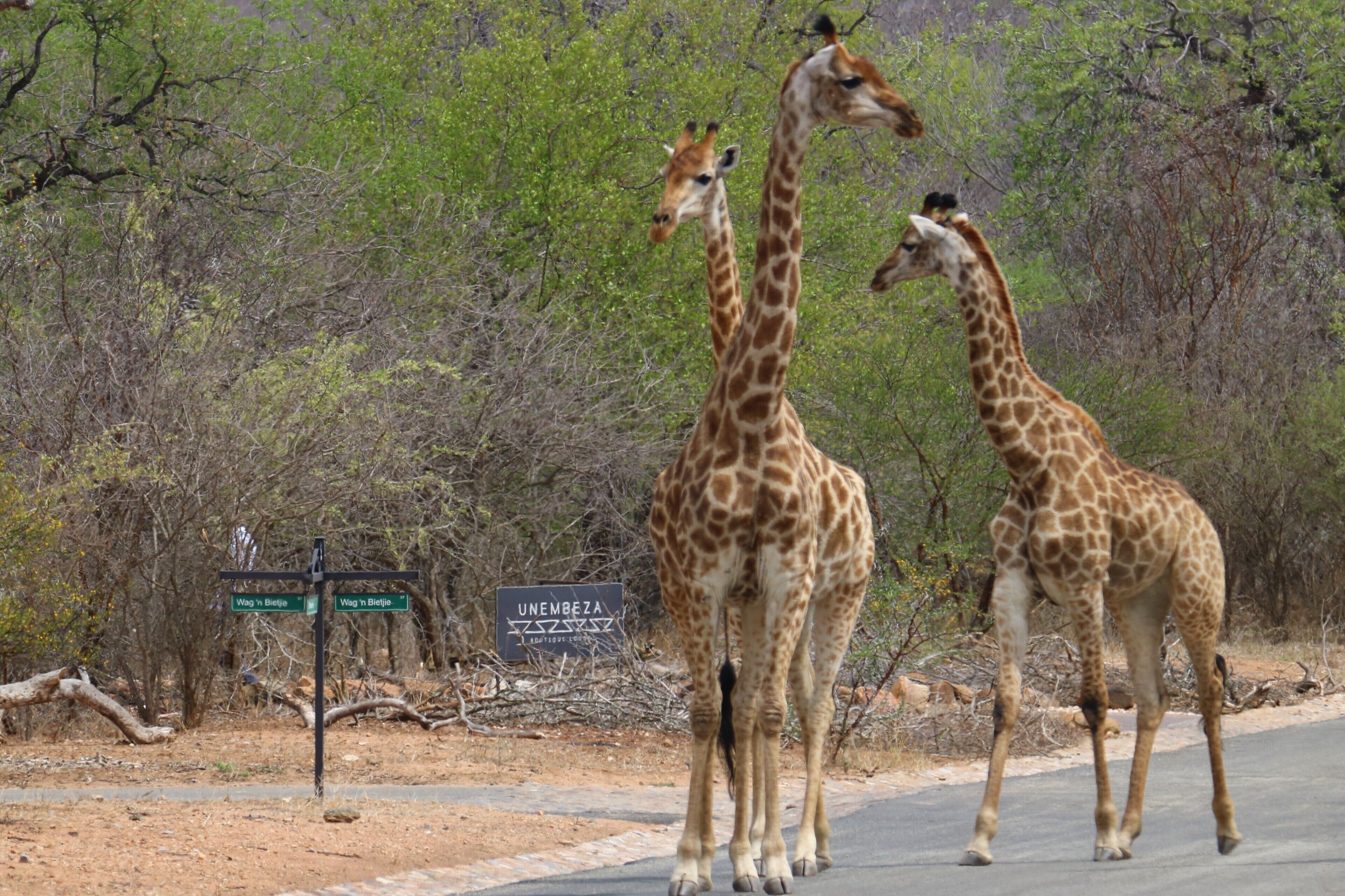 Two giraffes walking on a road with a sign in the background.