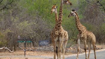 Two giraffes walking on a road with a sign in the background.