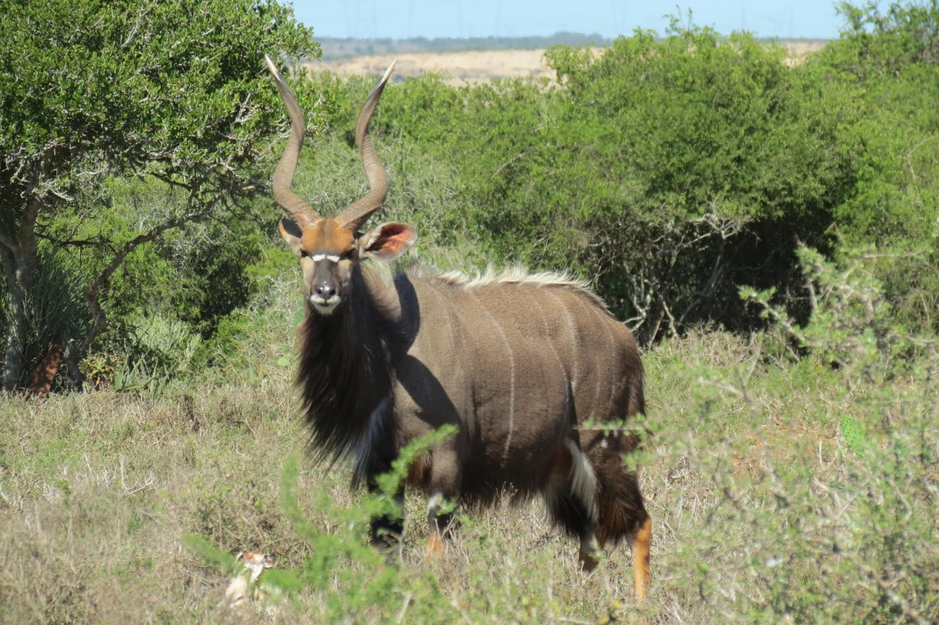 Un antílope kudu en su hábitat natural, con abundante vegetación y árboles.