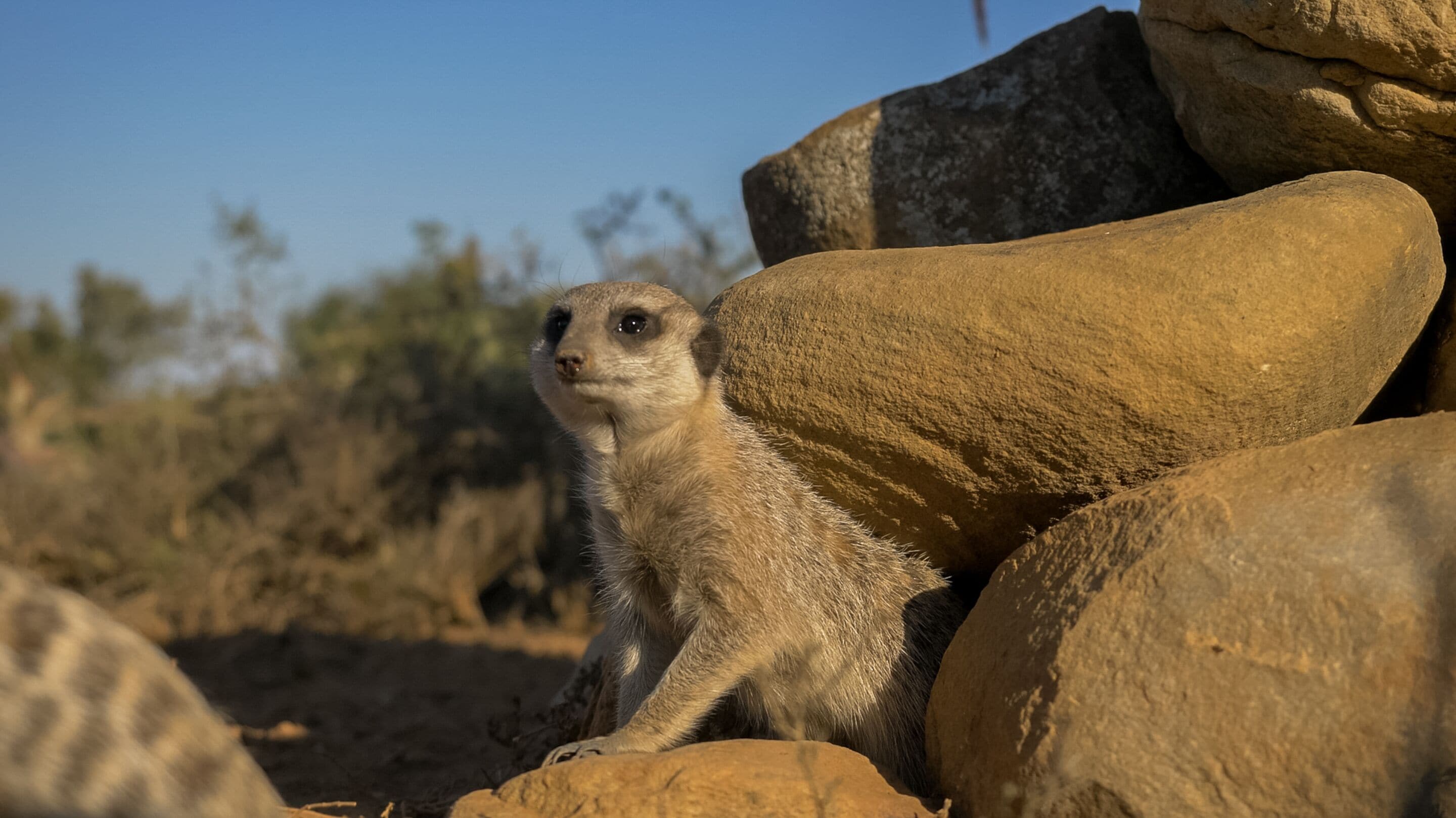 A meerkat sitting on rocks.