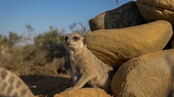 A meerkat sitting on rocks.