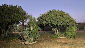 A landscaped garden with various trees and shrubs, a stone pathway, and a hose visible.