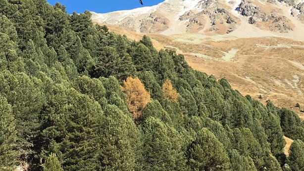A mountainous landscape with dense forest and a clear blue sky. - Hotel Al Rom (Val Muestair)