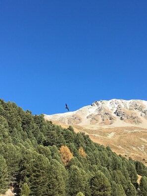 التنزّه سيراً على الأقدام