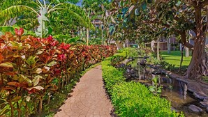 A pathway flanked by lush tropical foliage and a small water feature, leading to a building with balconies.