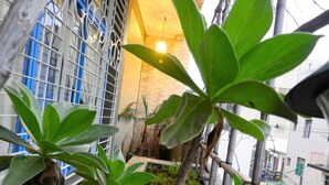 A view of a building with a brick wall and metal bars, possibly a balcony or terrace, with some greenery in the foreground. - House 123 Lan (Tainan)
