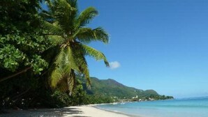 A beach with a palm tree and a mountain in the background. - Beau Vallon Bungalows (Mahé Island)