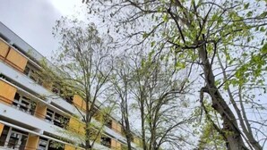 A multi-story residential building with balconies, surrounded by trees and a paved pathway. - Tomis Hotel Neptun  (Neptun)