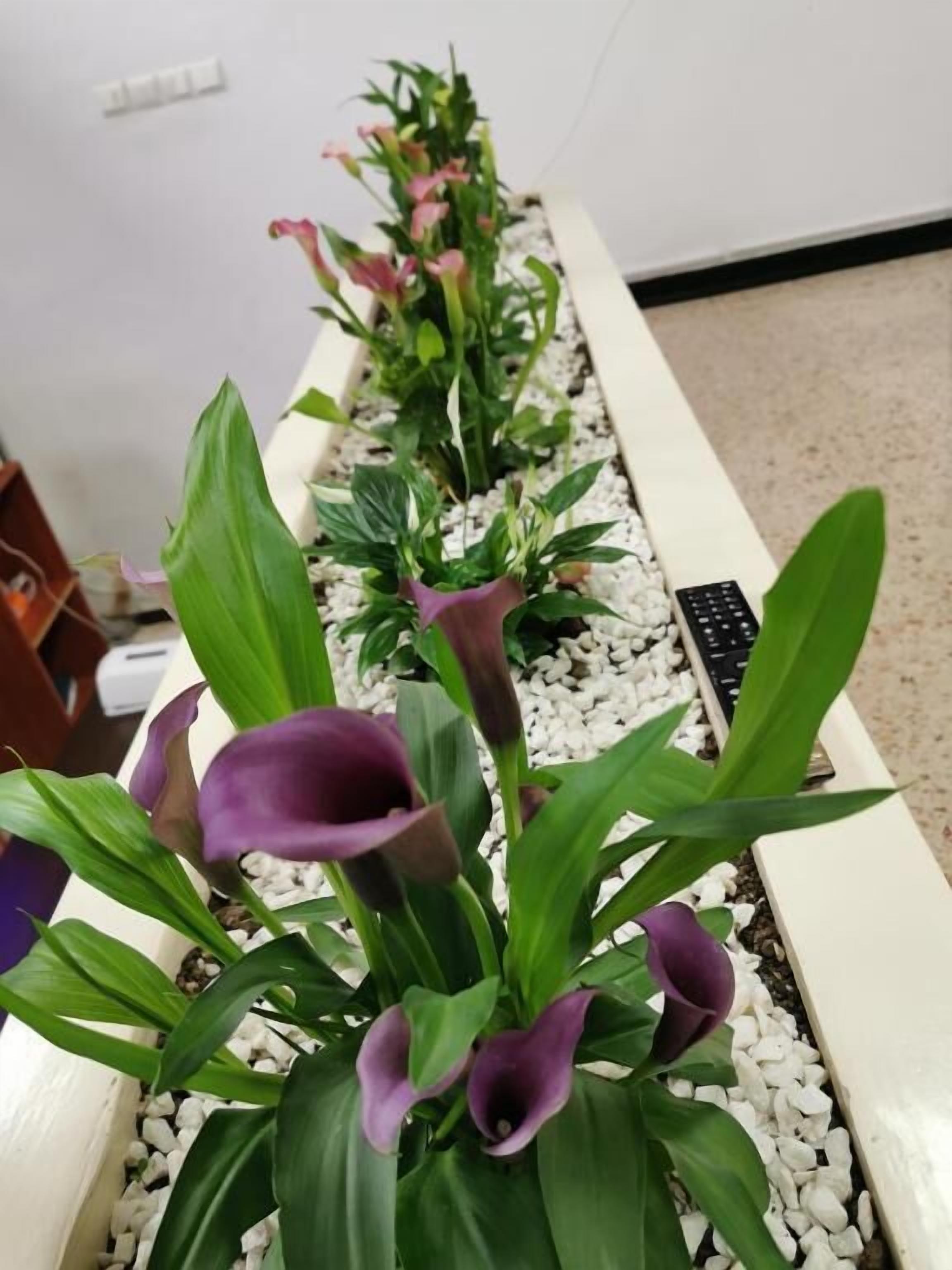Een rij potplanten met aronsdoorn in een witte plantenbak.