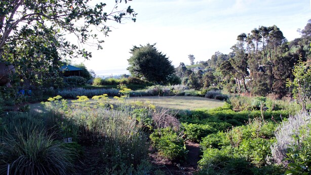 Un giardino con diverse piante e alberi, un sentiero ben definito e un edificio sullo sfondo.