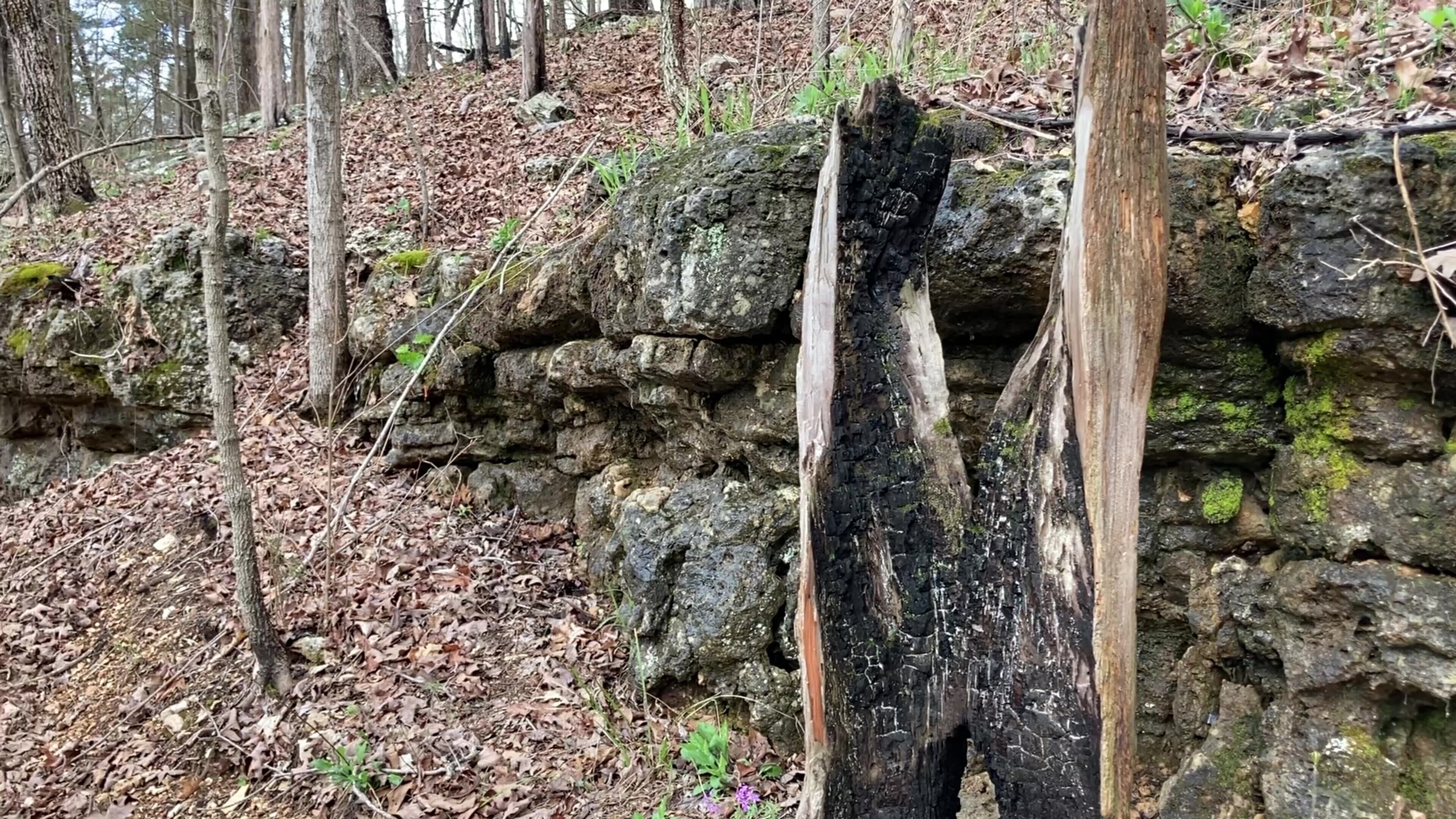 A forested area with a stone wall and a charred tree trunk.
