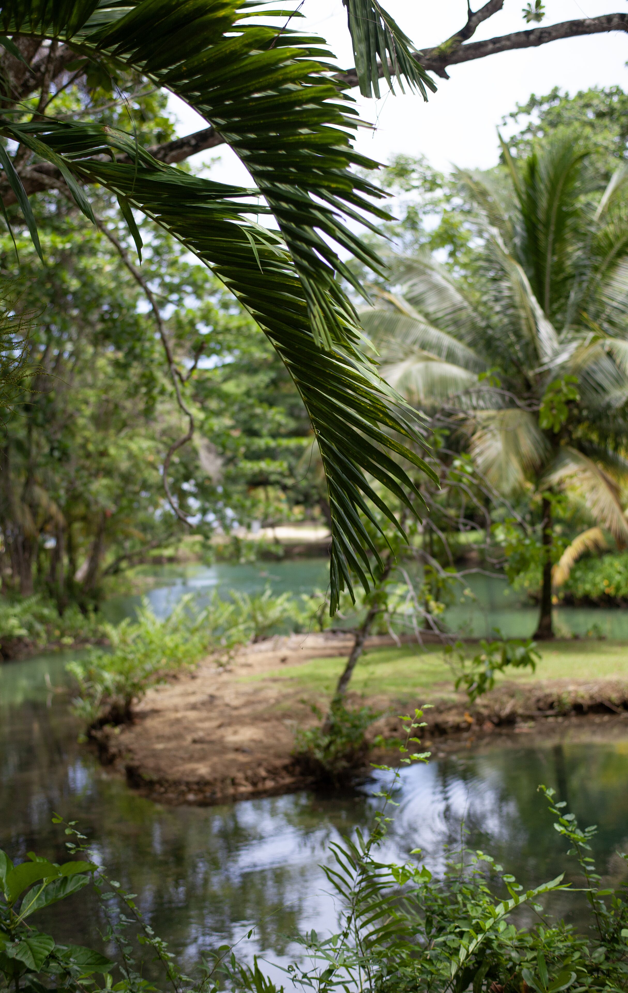 A lush tropical landscape with a body of water, dense greenery, and palm trees.