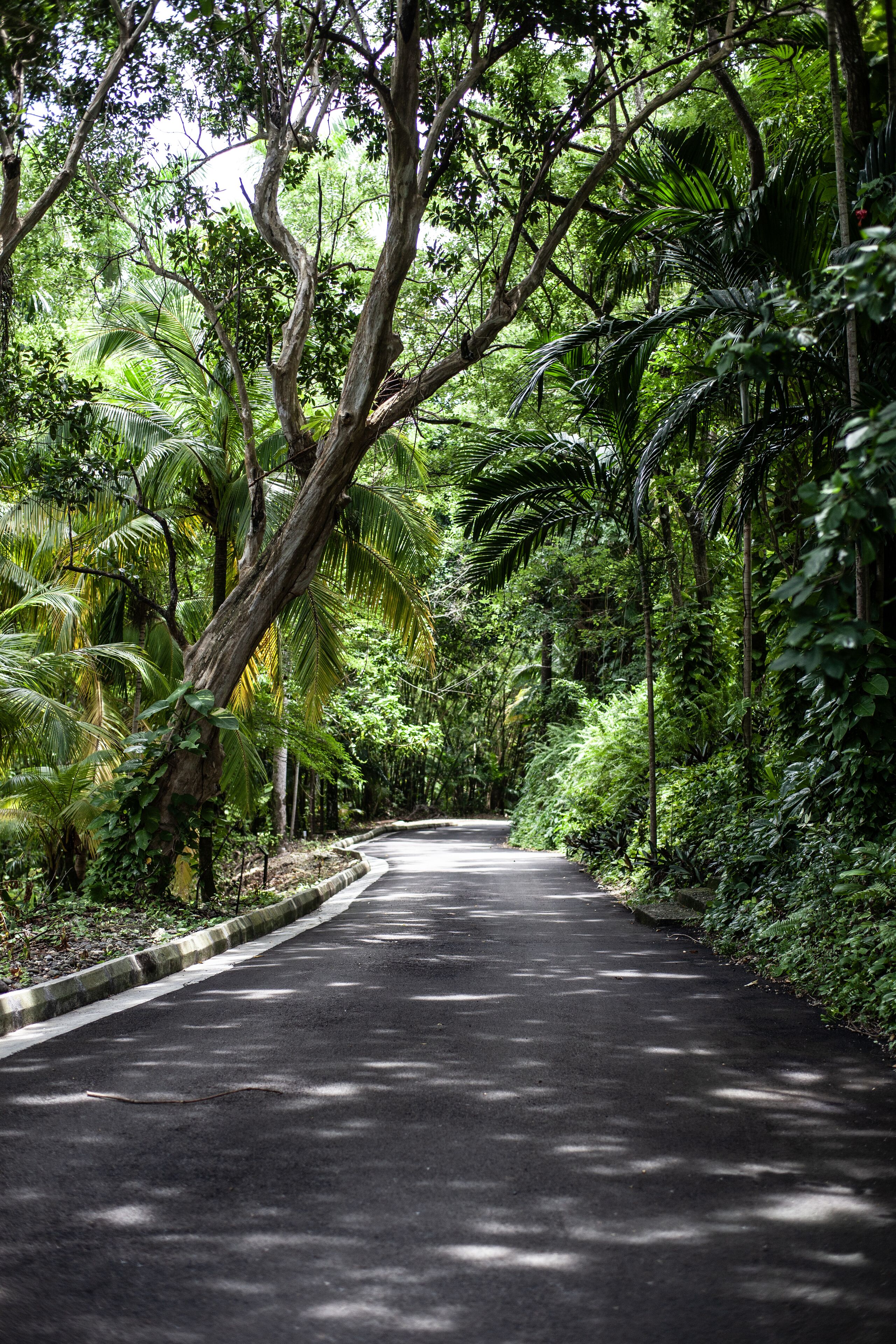 A paved road flanked by dense tropical foliage and trees.