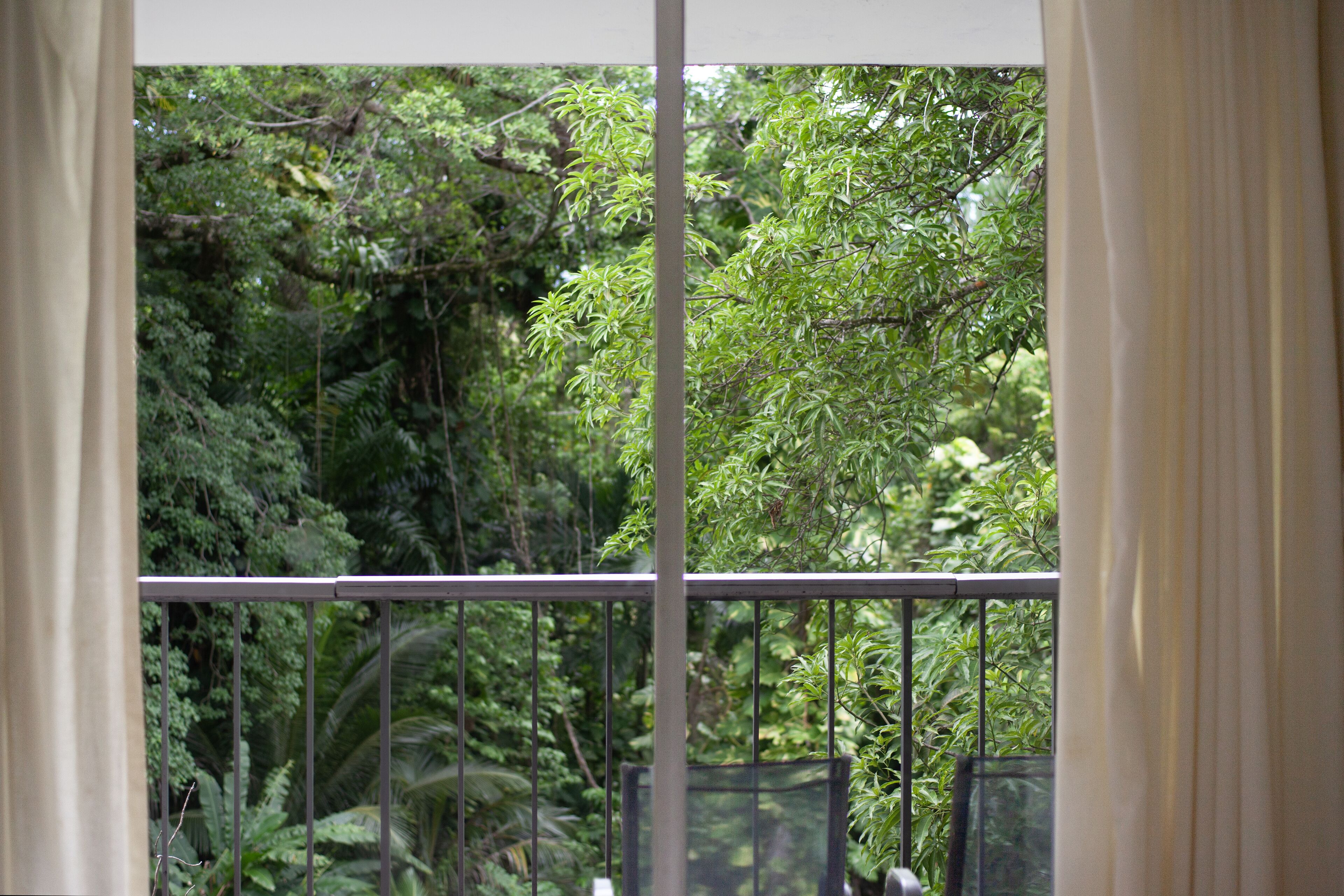 A window with a view of dense green foliage.