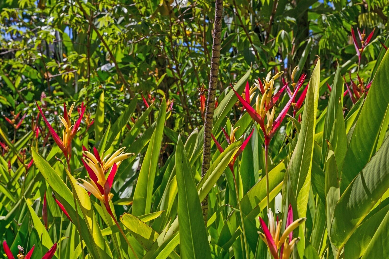 Un jardin tropical luxuriant, avec une grande variété de plantes vertes et de fleurs rouges et jaunes.