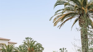 Une cour aménagée avec des palmiers, des cactus et un chemin menant à un bâtiment doté de balcons.