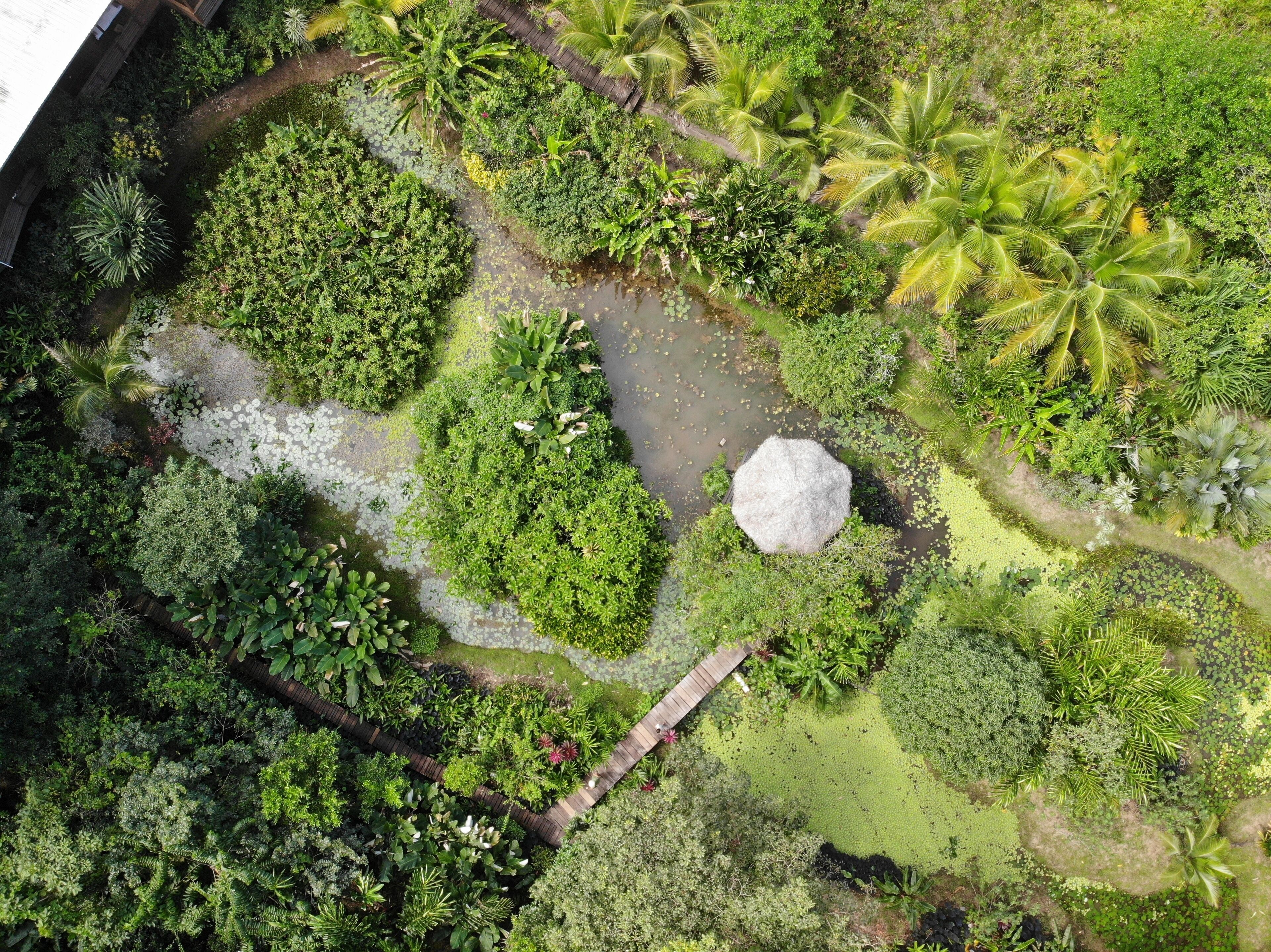 Vista aérea de un exuberante jardín con diversas plantas, un pequeño estanque y un puente de madera.
