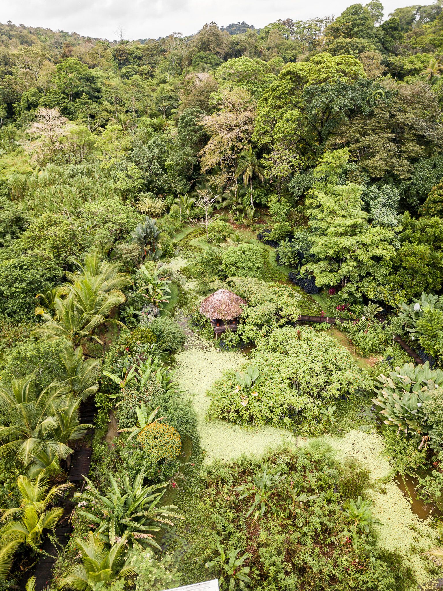A lush, tropical garden with a thatched-roof hut and a winding path.